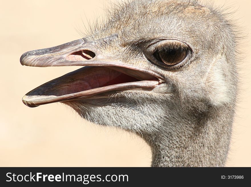 This desert Ostrich has an almost human expression. This desert Ostrich has an almost human expression.