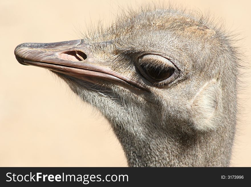 Ostrich Head With Expression