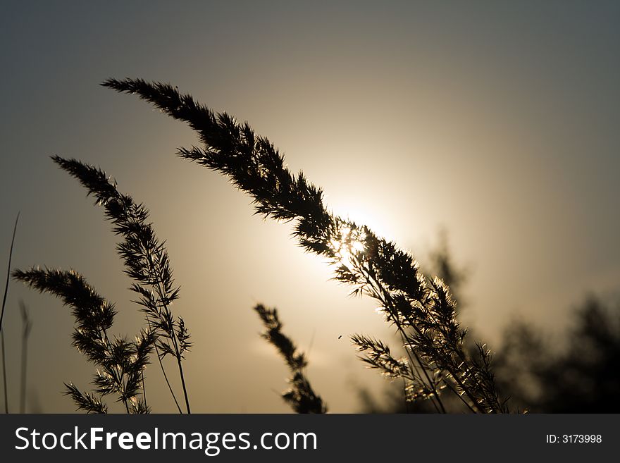 Calamagrostis arundinacea or reed grass at sunset