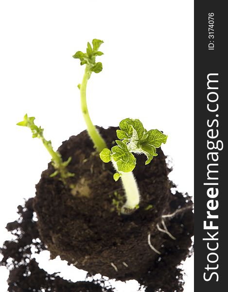 Young growing potato isolated on the white background