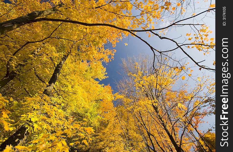 Autumn leaves turning color against a deep blue sky