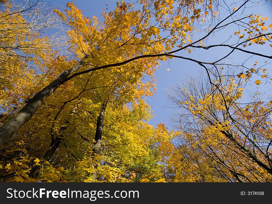 Autumn leaves turning color against a deep blue sky