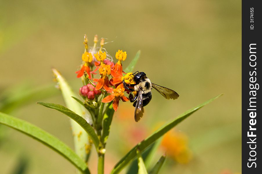 Bumble Bee performing pollination on a flower