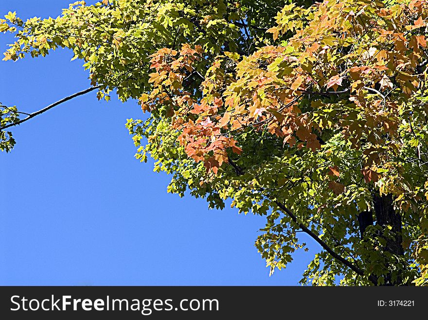 Autumn leaves turning color against a deep blue sky