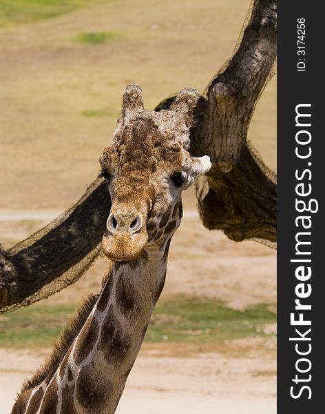An elderly giraffe stands quietly next to a tree