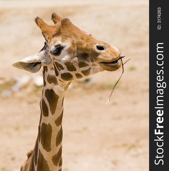 A young giraffe is chewing on a tree branch