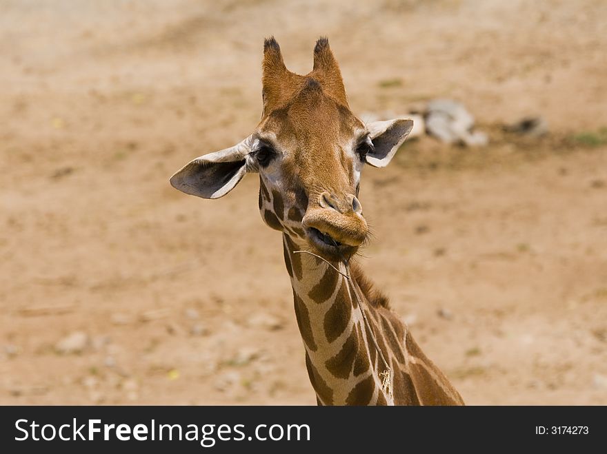 A young giraffe is chewing on a tree branch