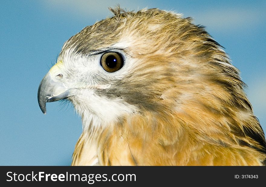 Close-up profile of a hawk