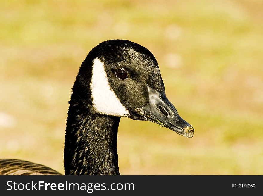 Close-up of a goose with mud on its beak from digging in the grass