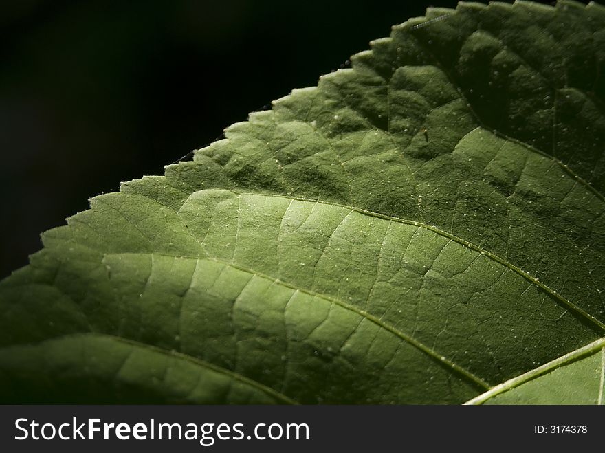 Macro close-up of a leaf showing veins