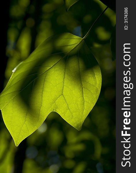 Close-up of a leaf showing veins as sunlight is filtered through the leaf and shadows from other leaves create patterns