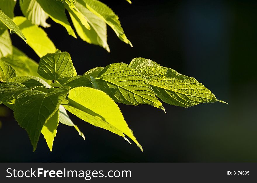 Close-up of leaves showing veins as sunlight is filtered through the leaf