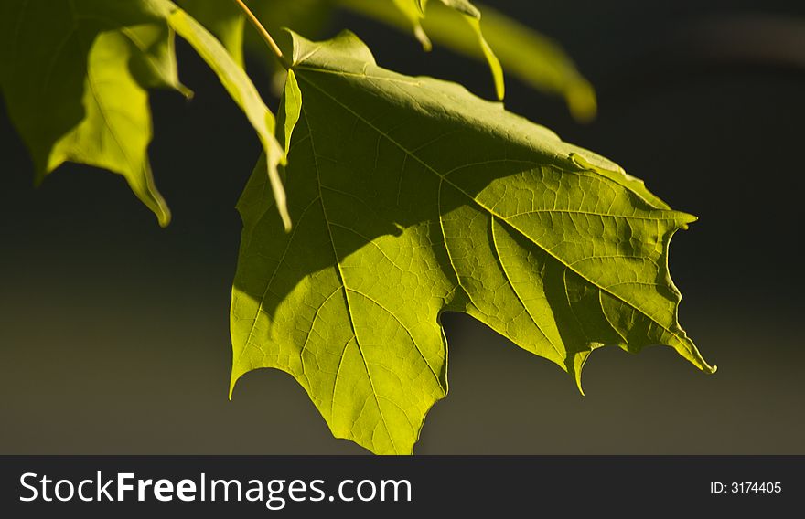 Close-up of leaves showing veins as sunlight is filtered through the leaf