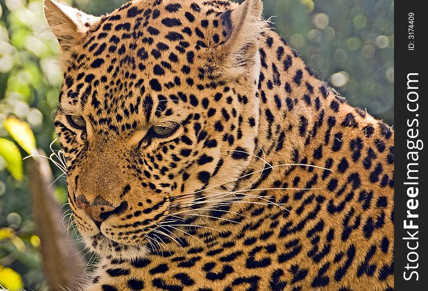 Leopard resting on a tree limb with lush foliage in the background