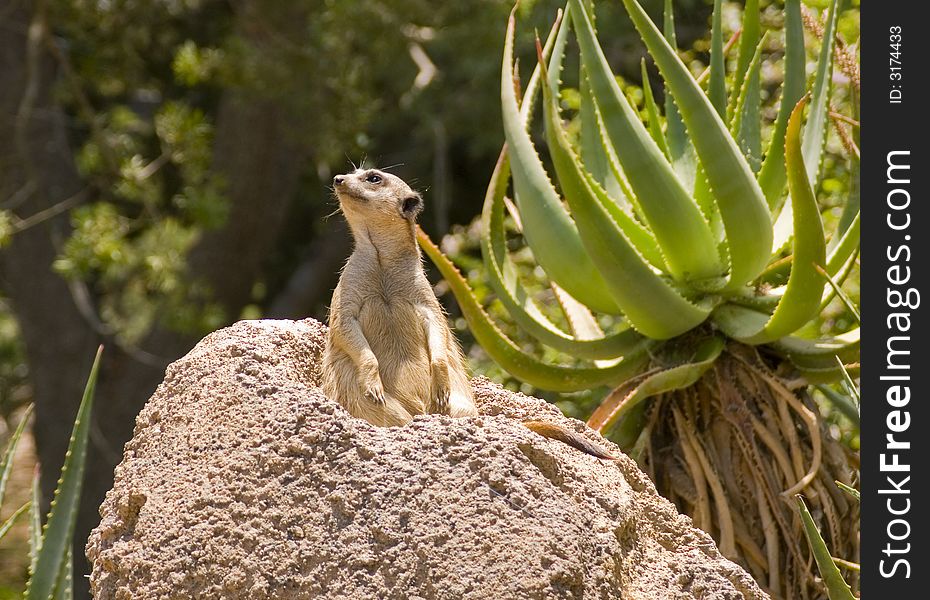 Meerkat sits with eyes to the sky on lookout for danger