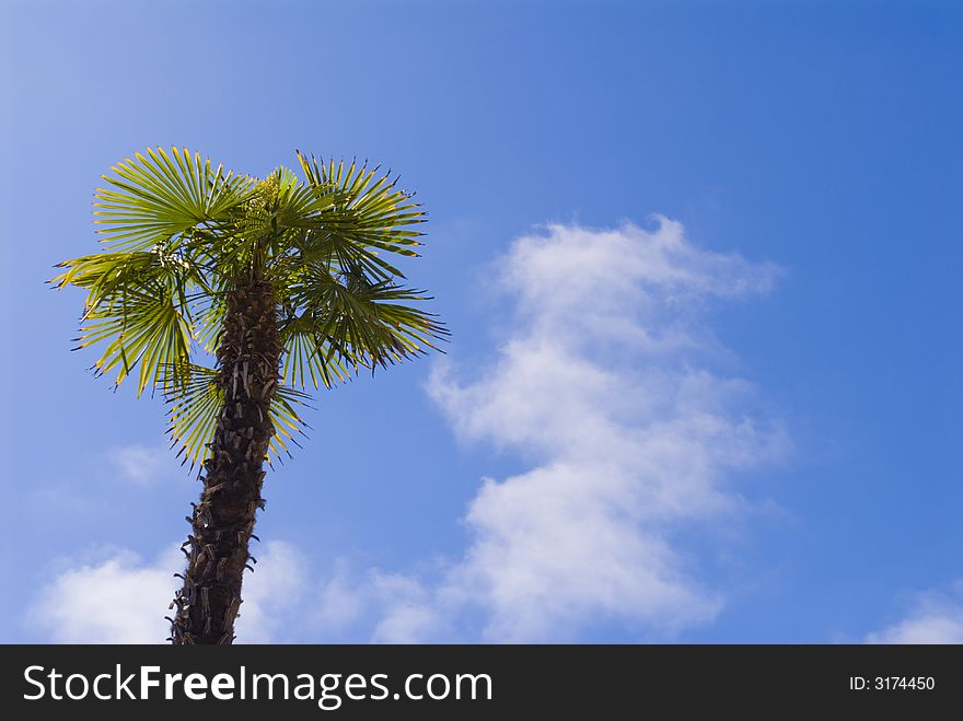 Single palm tree against a deep blue sky with a few clouds