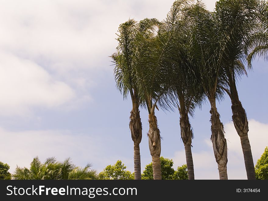 Group of windblown palm trees against a stormy sky