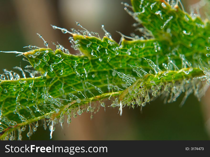 Close-up of hairy plant. Close-up of hairy plant