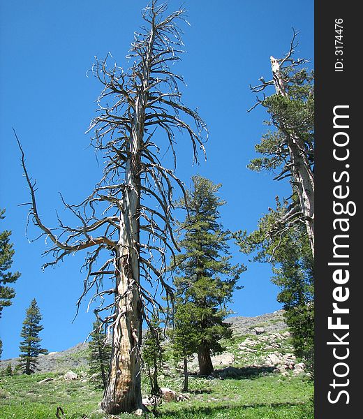 This is a bare tree in the Sierra Nevada mountain range in Northern Califonia. This is a bare tree in the Sierra Nevada mountain range in Northern Califonia.