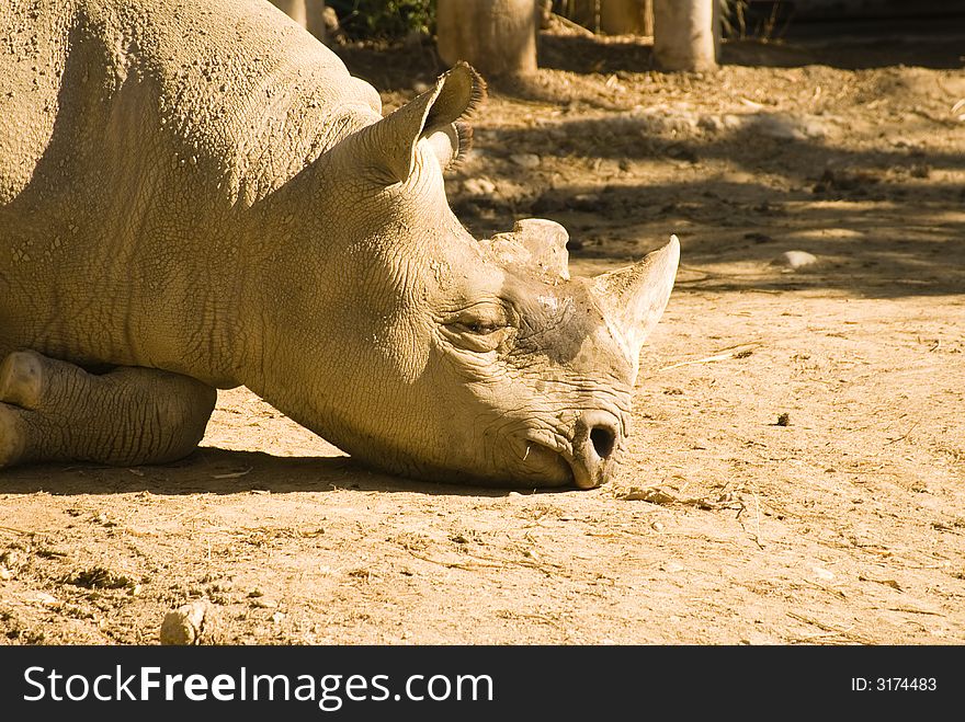 Rhinoceros sleeping in the hot afternoon sun