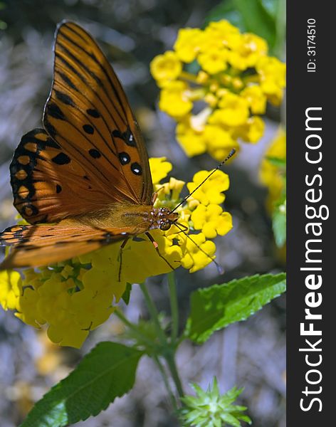 A close up shot of an orange butterfly on a yellow flower.