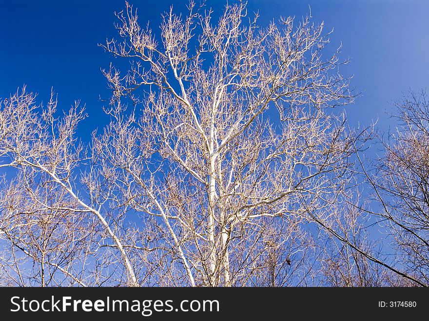 Barren trees in the winter time shot against a deep blue sky. Barren trees in the winter time shot against a deep blue sky