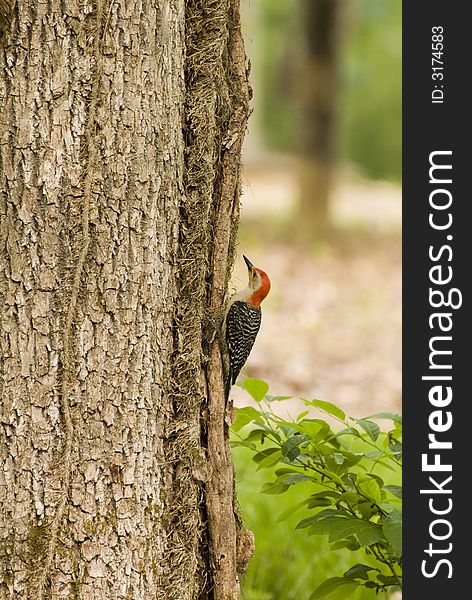 Red headed woodpecker searching for food on the side of a tree