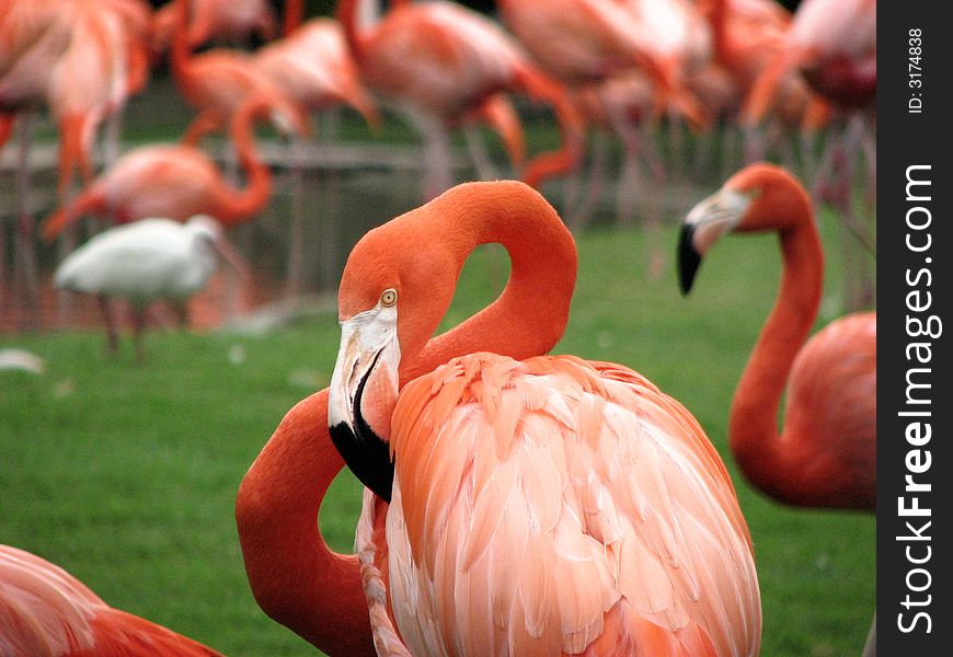 A flamingo resting with his neck coiled. A flamingo resting with his neck coiled