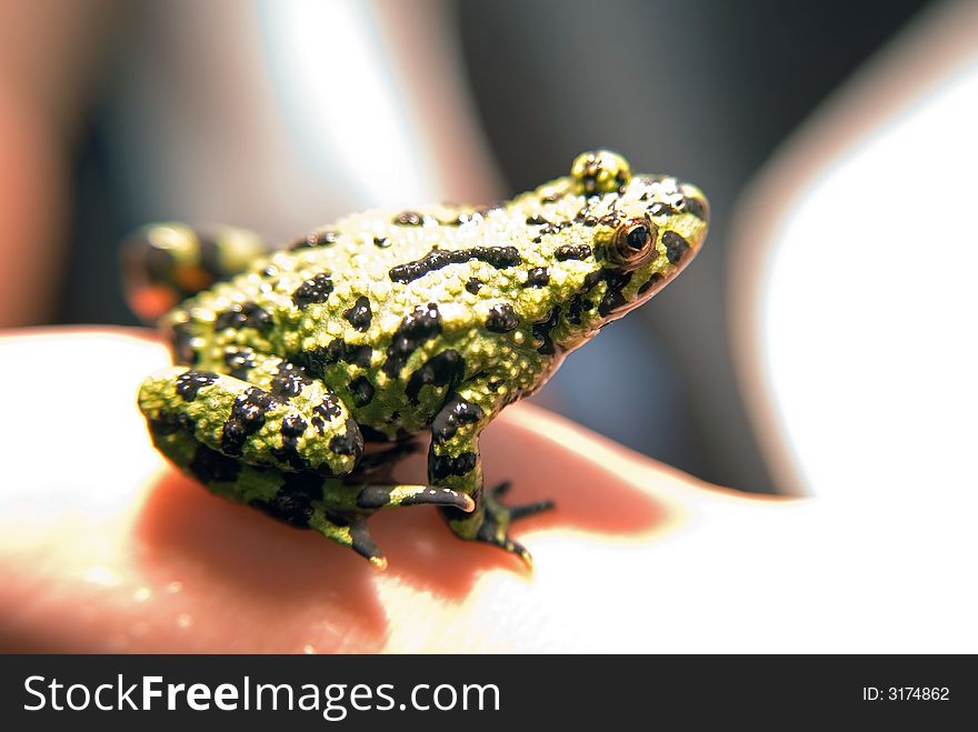 A close up shot of a very small Fire-bellied Toad on a hand.