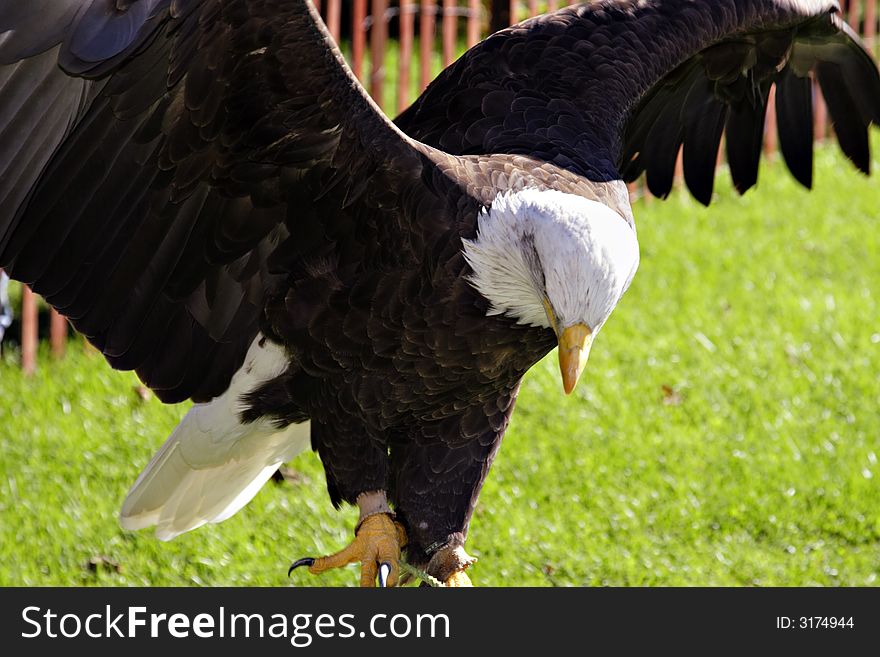 Bald eagles spreading its wings on grass