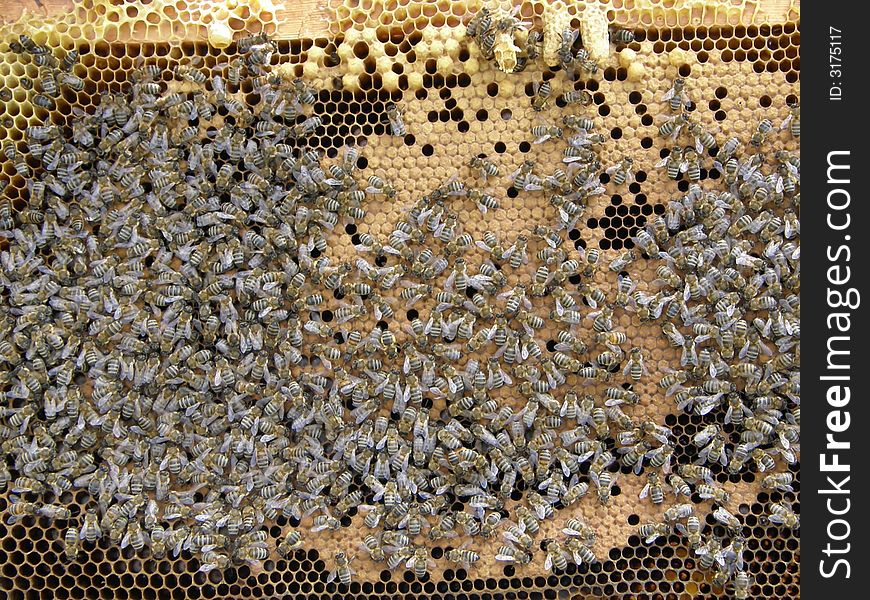 Bees On Honeycombs