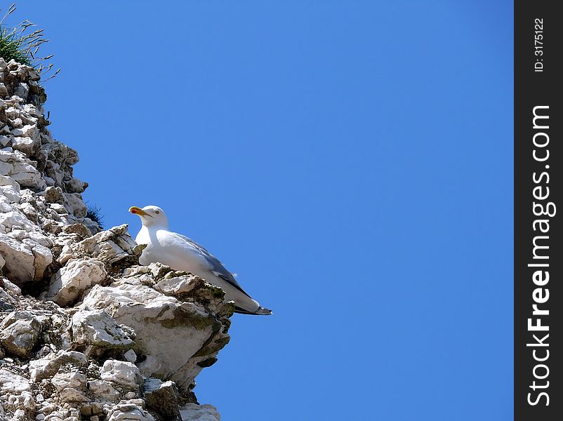 Seagull sitting on the nest