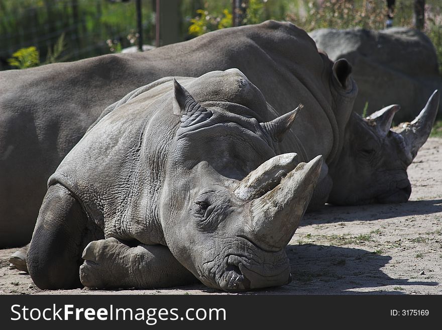 The white rhino resting on a hot day. The white rhino resting on a hot day