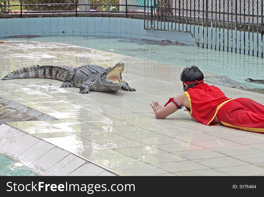 A zoo keeper teases a crocodile during a show. A zoo keeper teases a crocodile during a show