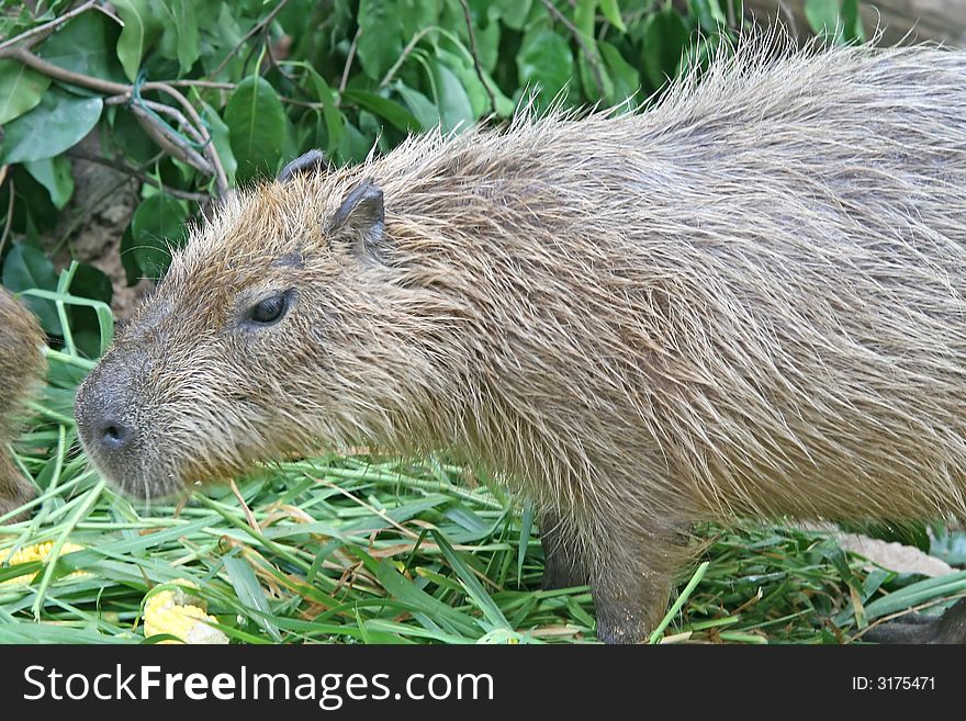 Close up of a capybara: a semi-aquatic rodent found in South America