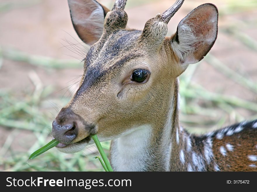 A spotted deer, or chital, native to Indian forests