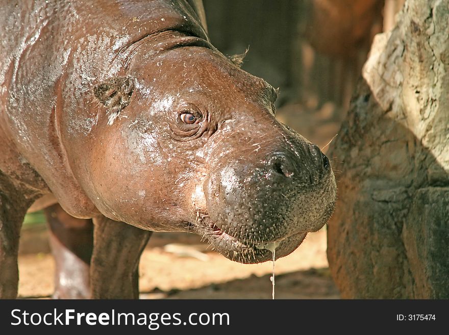 Close up of a small hippo (calf). Close up of a small hippo (calf)