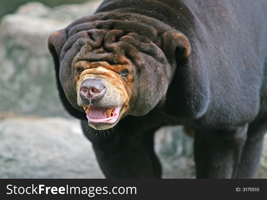 Malayan Sun Bear