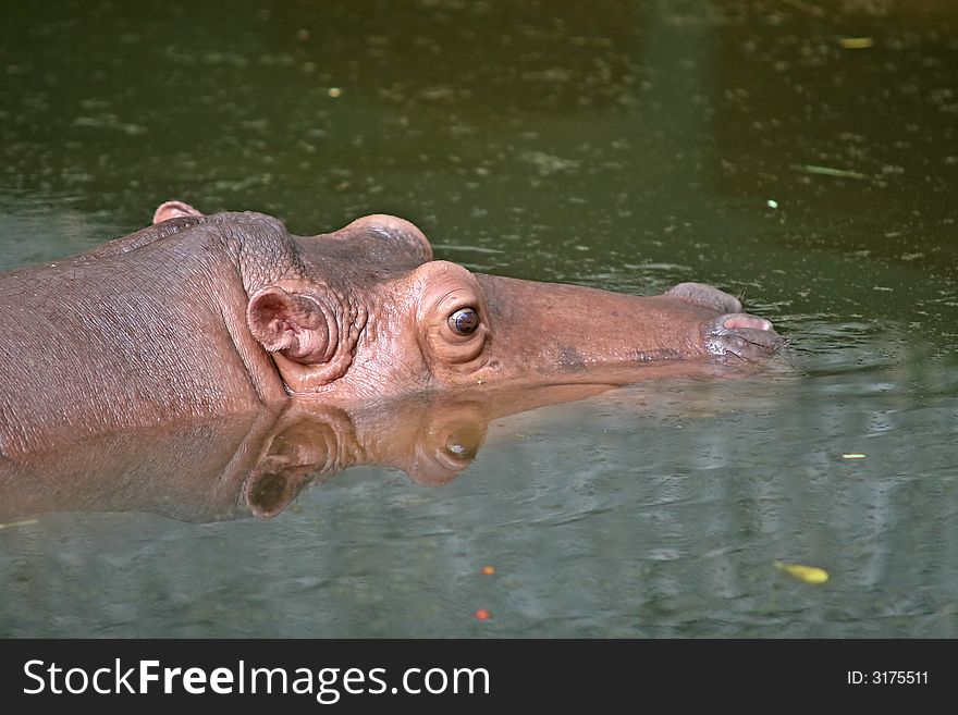 Close up of the head of a partly submerged hippopotamus