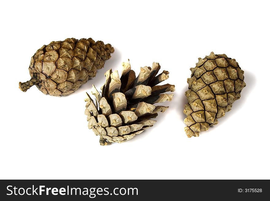 Several cones of pine tree over white background with shadow. Several cones of pine tree over white background with shadow