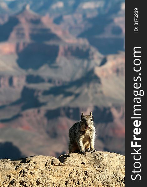 This squirrel looks like he is having a snack at the grand canyon.