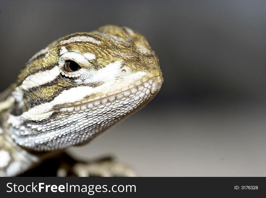 Young bearded dragon , baby reptile. Young bearded dragon , baby reptile