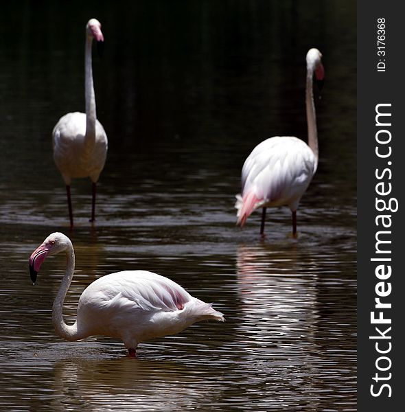 Three flamingoes in a lake.