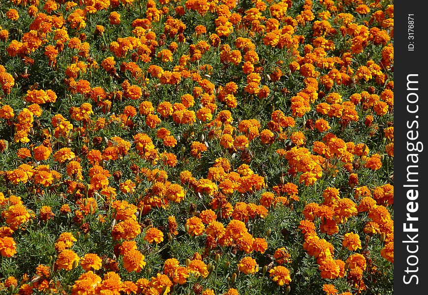 Beauty orange flowers. beauty garden