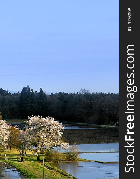 Beautiful scene in Japanese farms during spring time. Beautiful scene in Japanese farms during spring time.