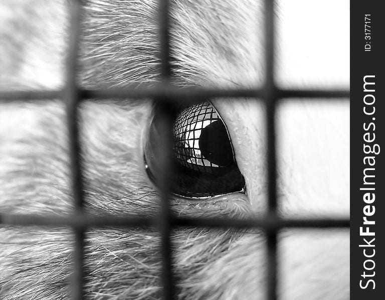 Behind bars...,sorrowful look,eye,rabbit