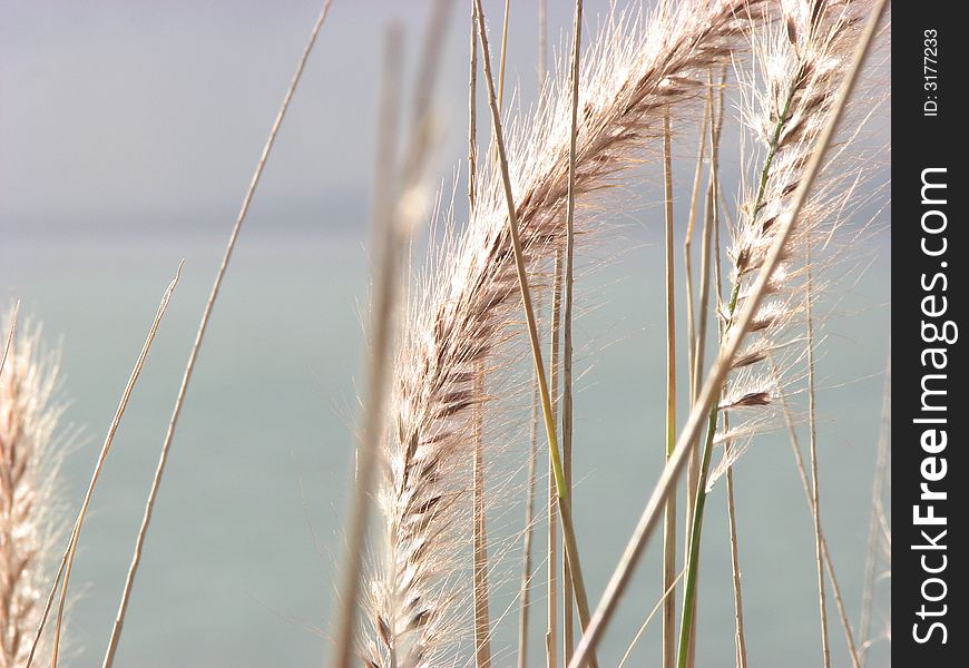 Close up of summer grass frond against a distant background
