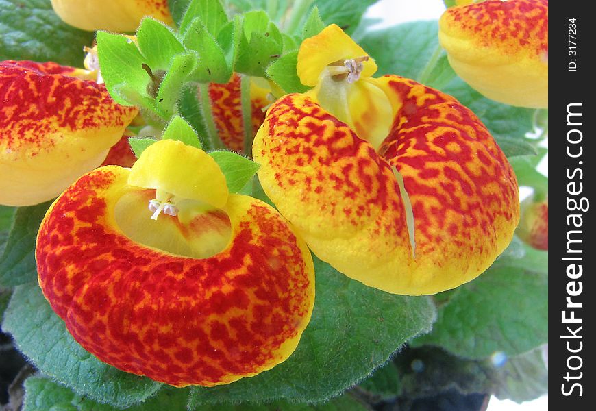 Closeup of brightly coloured unusual shaped flower. Closeup of brightly coloured unusual shaped flower