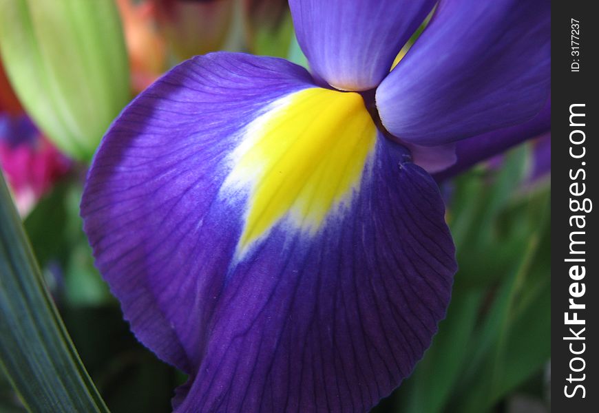 Brightly coloured purple and yellow flower petal