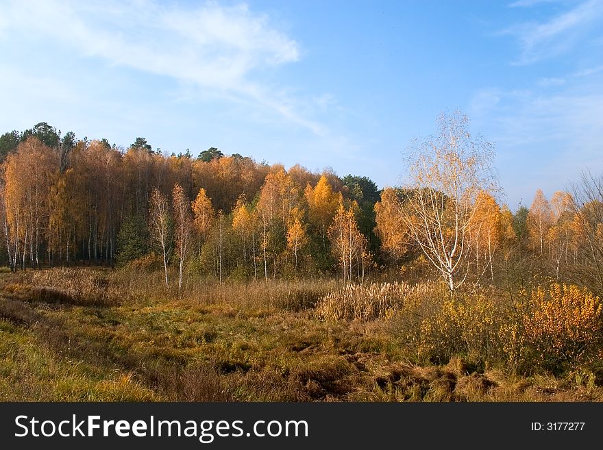Autumn landscape with yellow birch trees under blue sky